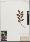 Foto von Salix appendiculata Vill. x Salix purpurea L.